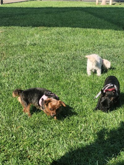 Kings Dog Park - Brentwood, CA