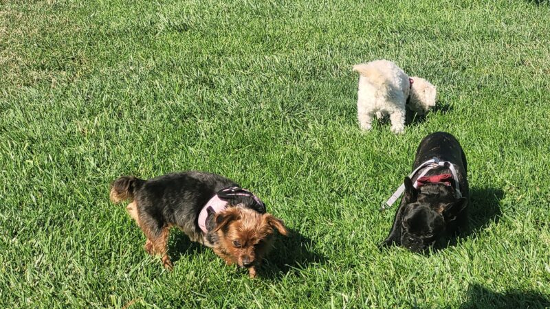 Kings Dog Park - Brentwood, CA