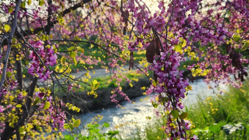 Marsh Creek Trail Head - Brentwood, CA