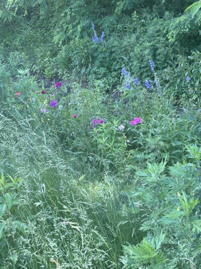 Maybrook Trailway Tonetta Lake - Brewster, NY