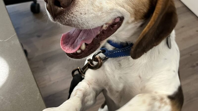 Roosevelt Veterinary Center - Brewster, NY