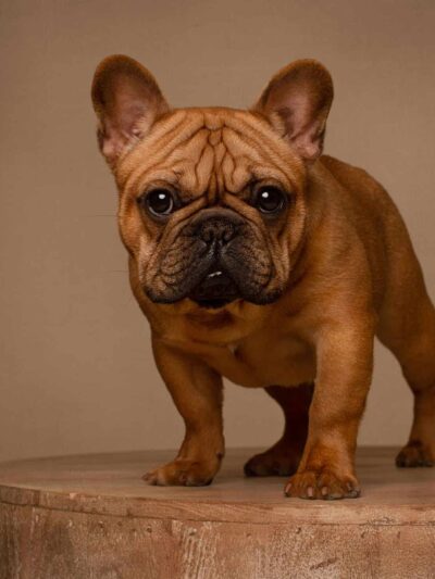 Roosevelt Veterinary Center - Brewster, NY