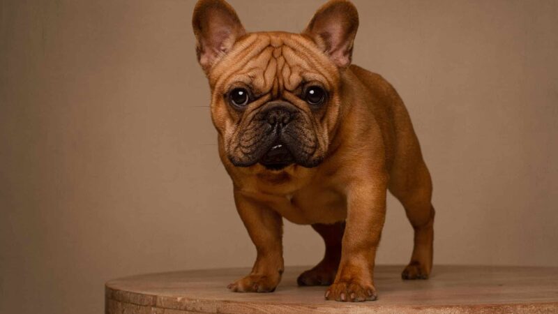 Roosevelt Veterinary Center - Brewster, NY