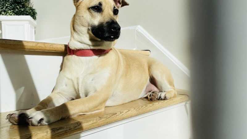 Roosevelt Veterinary Center - Brewster, NY