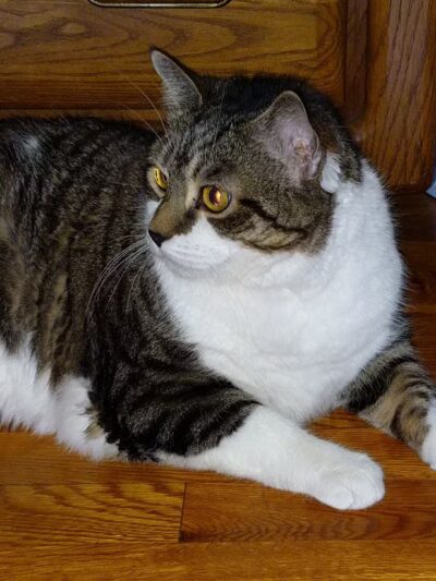 Roosevelt Veterinary Center - Brewster, NY