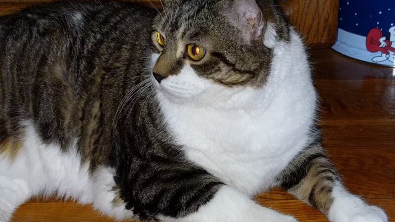 Roosevelt Veterinary Center - Brewster, NY