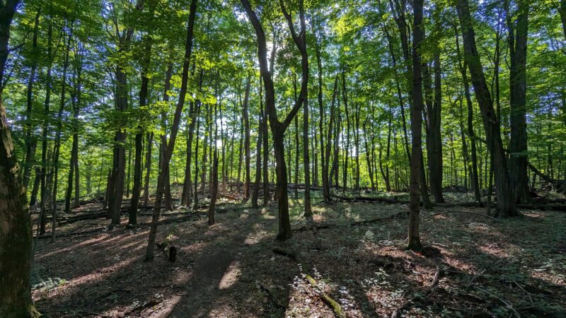 Pocantico Park - Briarcliff Manor, NY