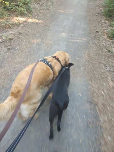 Airport Trail - Brick Township, NJ
