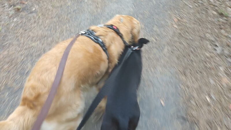 Airport Trail - Brick Township, NJ