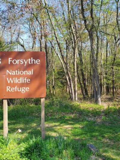Edwin B. Forsythe National Wildlife Refuge - Brick Township, NJ