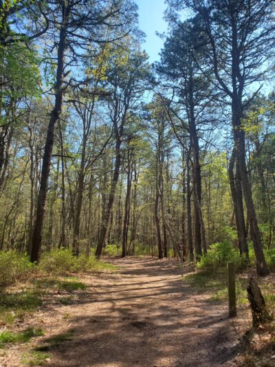 Edwin B. Forsythe National Wildlife Refuge - Brick Township, NJ