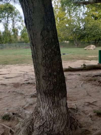 Bridgeton Dog Park - Bridgeton, NJ