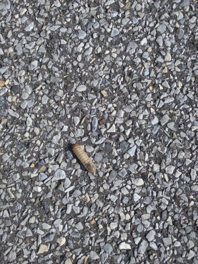 Cohansey River Wildlife Management Area - Bridgeton, NJ