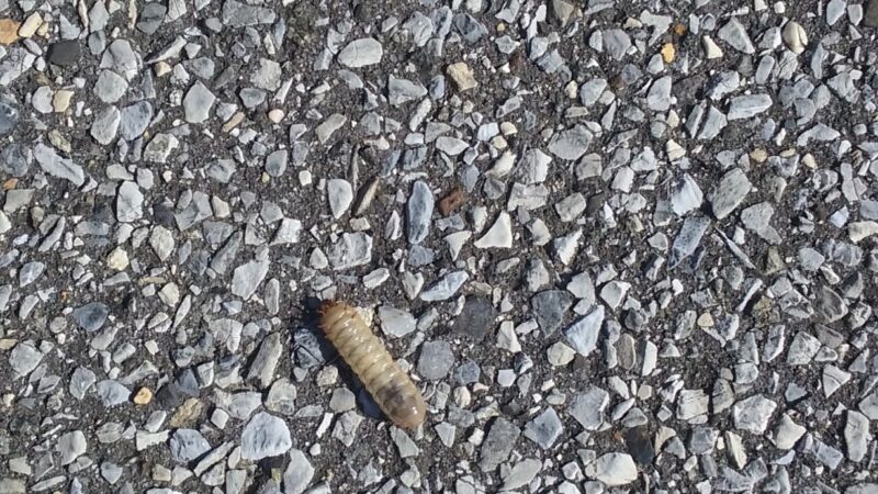 Cohansey River Wildlife Management Area - Bridgeton, NJ