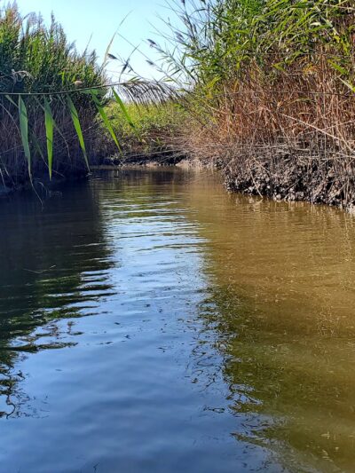 Cohansey River Wildlife Management Area - Bridgeton, NJ