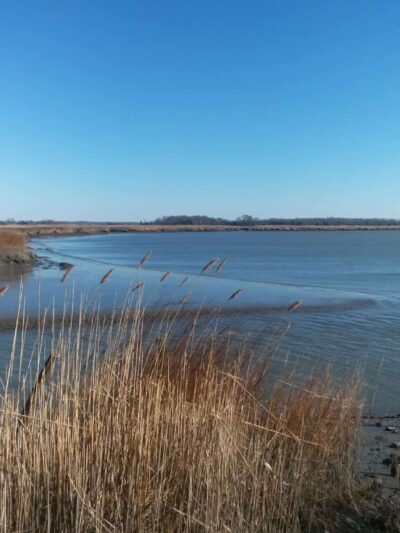 Cohansey River Wildlife Management Area - Bridgeton, NJ