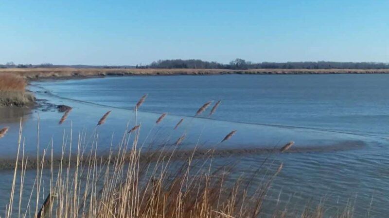Cohansey River Wildlife Management Area - Bridgeton, NJ