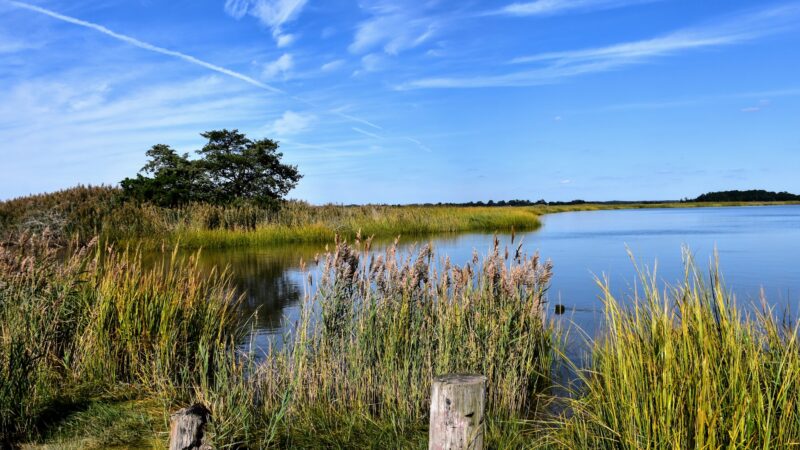 Cohansey River Wildlife Management Area - Bridgeton, NJ