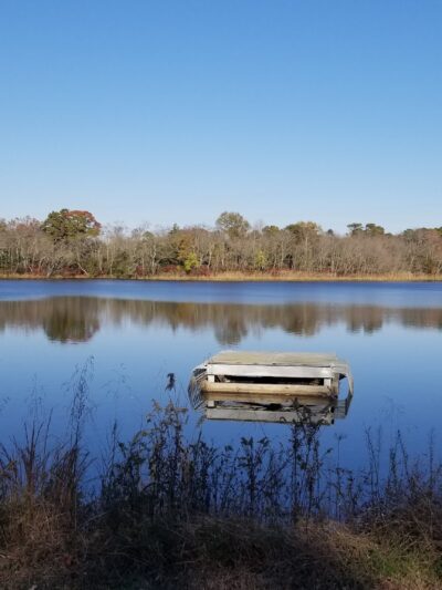 Shepherds Mill Pond Wildlife Management Area - Bridgeton, NJ