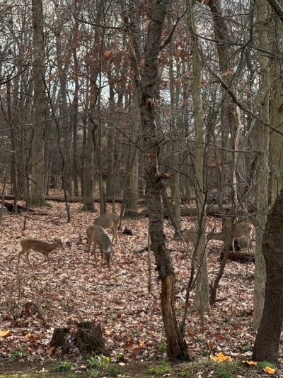 Bel Air Park - Bridgewater, NJ