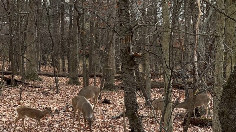 Bel Air Park - Bridgewater, NJ