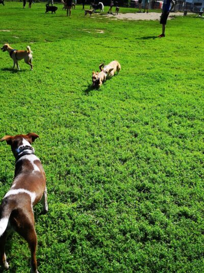 Hunnewell Playground - Brighton, MA
