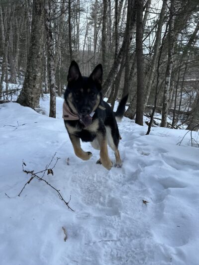 Pemi Trail - Bristol - Bristol, NH