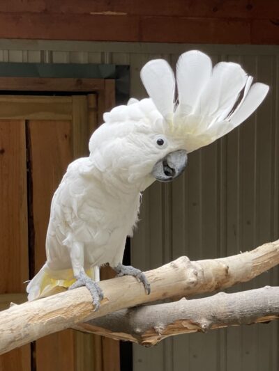 Broadway Zoological Park - Broadway, NC