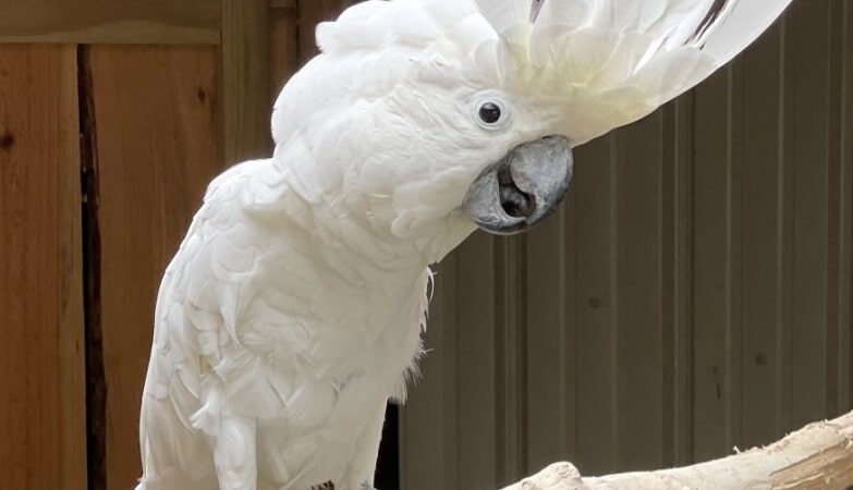 Broadway Zoological Park - Broadway, NC