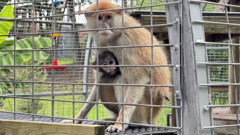Broadway Zoological Park - Broadway, NC