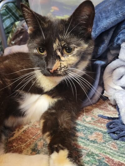 Animal Protection Center of Southeastern Massachusetts - Brockton, MA