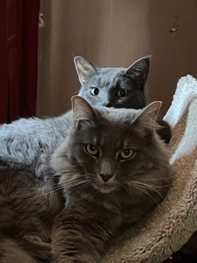 Animal Protection Center of Southeastern Massachusetts - Brockton, MA