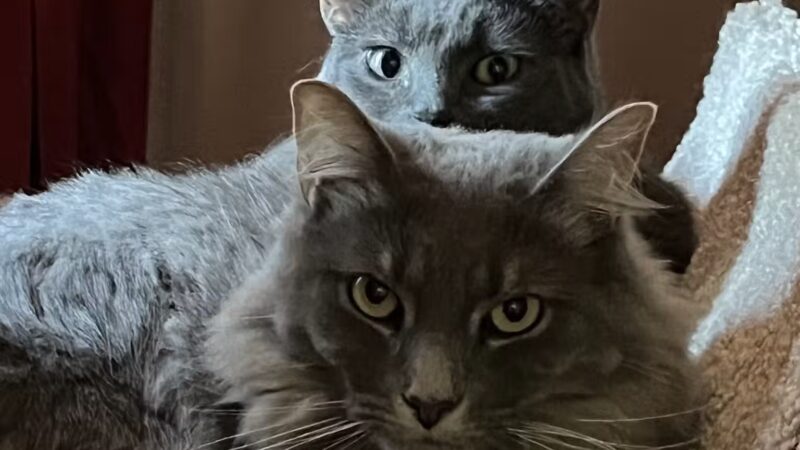 Animal Protection Center of Southeastern Massachusetts - Brockton, MA