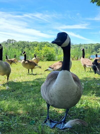 Brockton Park Dept - Brockton, MA