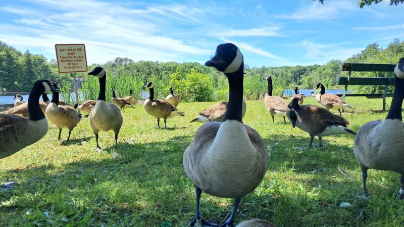 Brockton Park Dept - Brockton, MA