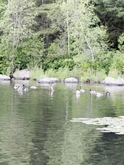 D.W. Field Park - Brockton, MA