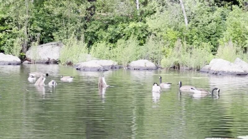 D.W. Field Park - Brockton, MA