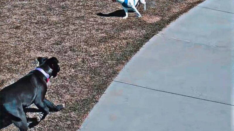 Rose West Dog Park - Broken Arrow, OK