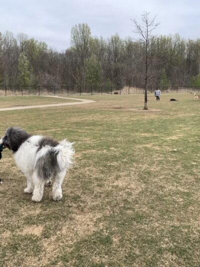 Rose West Dog Park - Broken Arrow, OK