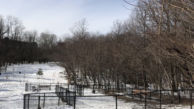 Dog Bone Run - Bronx, NY