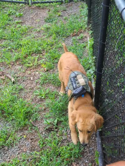 Dog Bone Run - Bronx, NY
