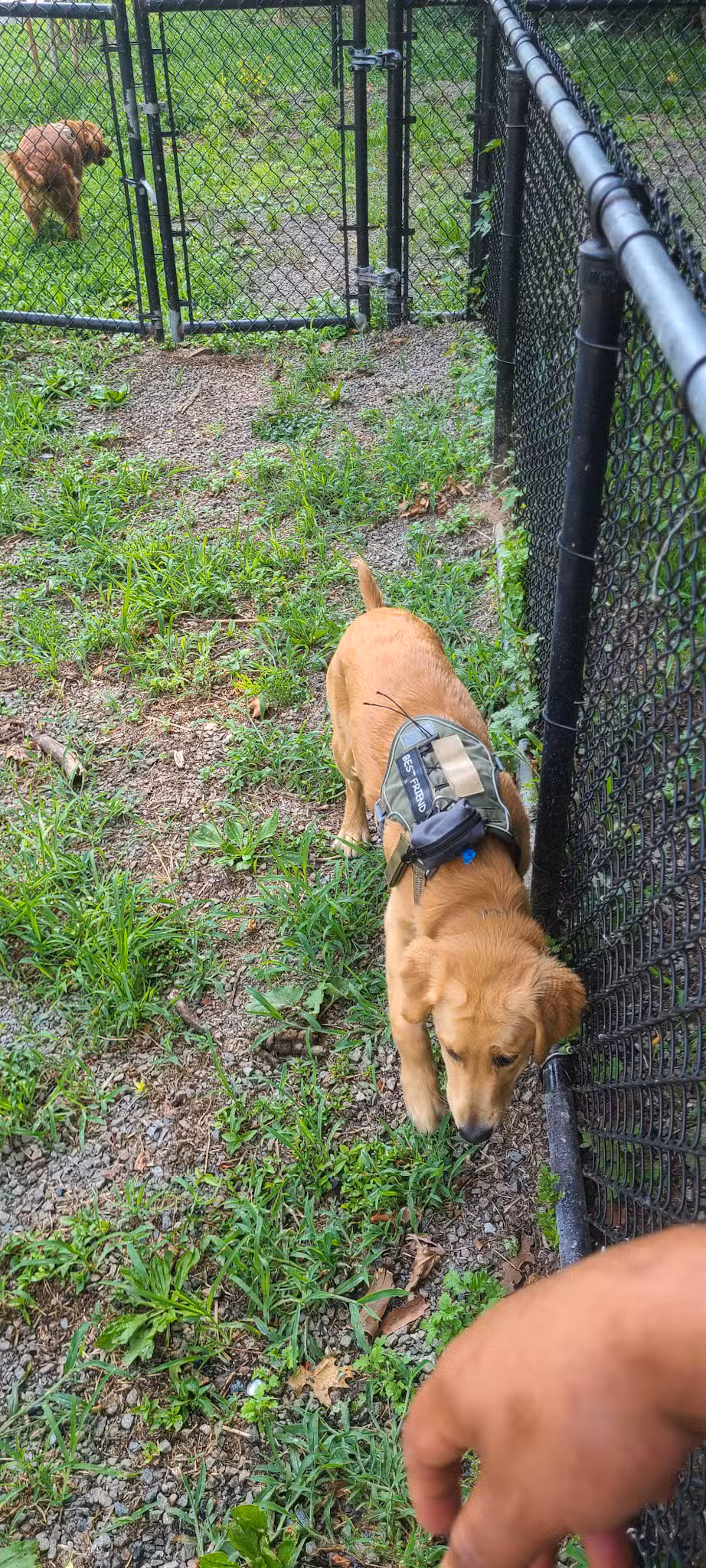 Dog Bone Run - Bronx, NY