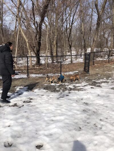 Dog Bone Run - Bronx, NY