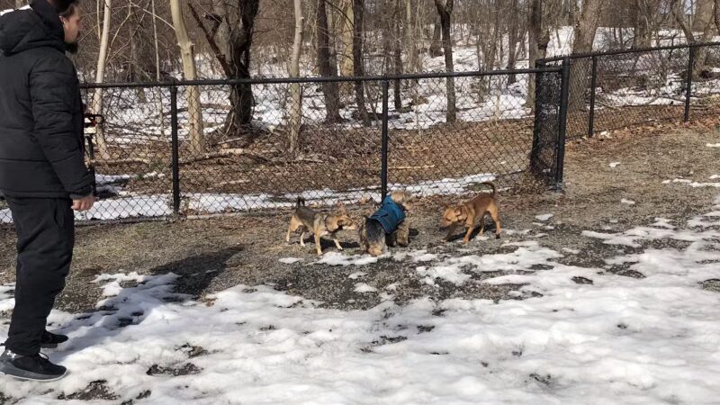 Dog Bone Run - Bronx, NY