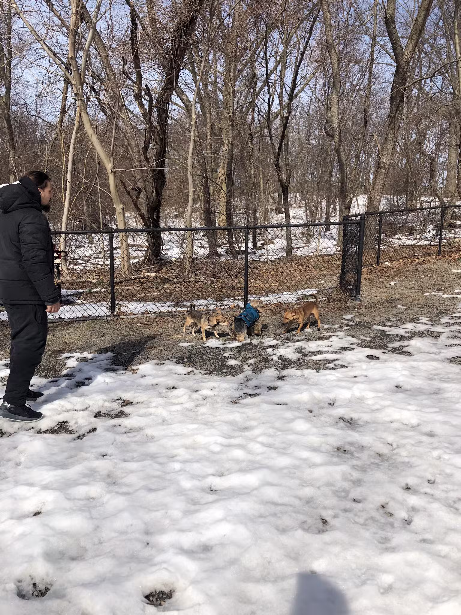 Dog Bone Run - Bronx, NY