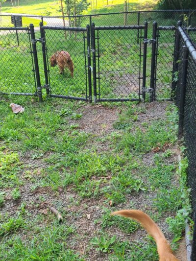 Dog Bone Run - Bronx, NY
