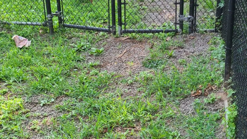 Dog Bone Run - Bronx, NY