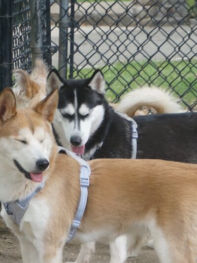 Franz Sigel Dog Run - Bronx, NY
