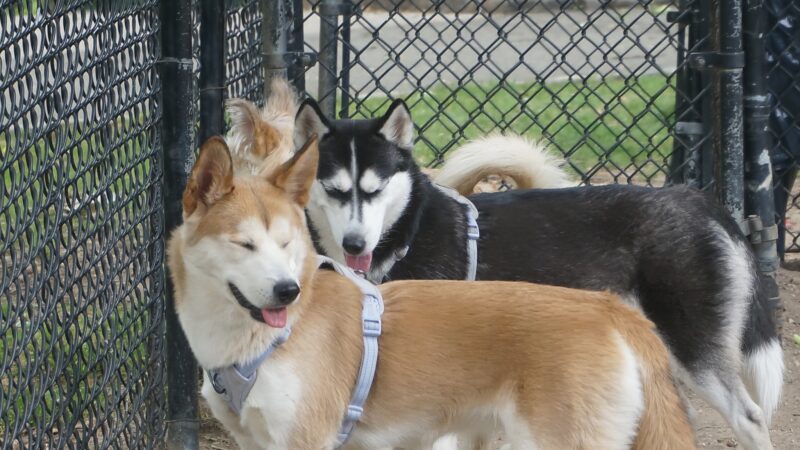 Franz Sigel Dog Run - Bronx, NY