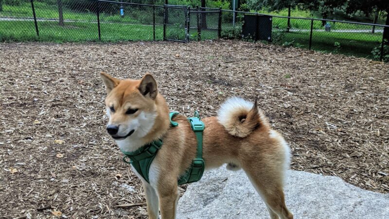 Franz Sigel Dog Run - Bronx, NY